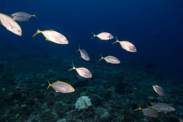 Dusk Seascape School Fish Yellow Jacks Coral Reef Caribbean Sea —  Fotos de Stock
