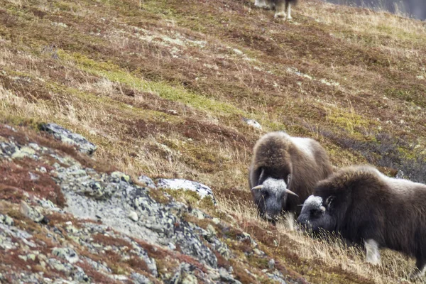 Muskoxes Dovrefjell National Park Norway — Stock Photo, Image