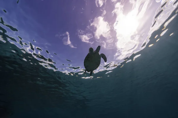 Tartaruga Mar Verde Incrível Águas Rasas Mar Caribe Torno Curaçao — Fotografia de Stock