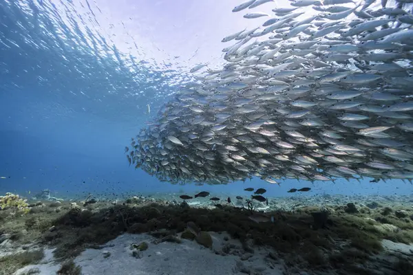 Tanuló Halak Nagy Szemű Fésűhalak Karib Tenger Sekély Vizein — Stock Fotó