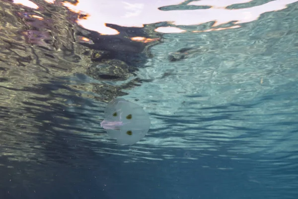 Морской Пейзаж Пятном Крылатого Гребневого Желе Бирюзовой Воде Кораллового Рифа — стоковое фото
