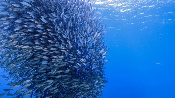 Schwarmfische Big Eye Scad Fische Den Untiefen Der Karibik — Stockfoto