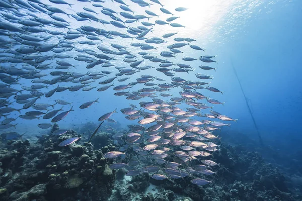 Schooling fish, Big Eye Scad fish in the shallows of the Caribbean Sea