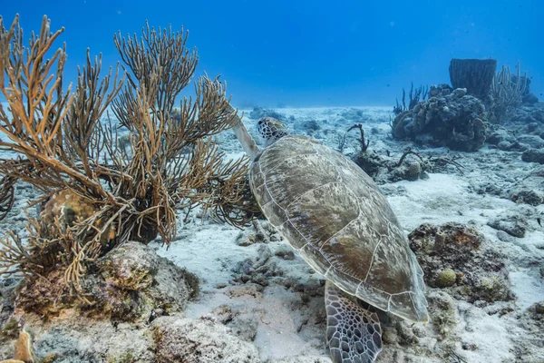 Niesamowity Żółw Zielony Płytkiej Wodzie Morza Karaibskiego Wokół Curacao — Zdjęcie stockowe