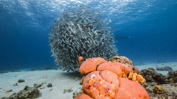 Tanuló Halak Nagy Szemű Fésűhalak Karib Tenger Sekély Vizein — Stock Fotó