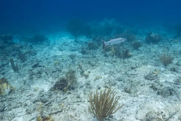 Vista Submarina Una Gran Barracuda Agua Turquesa Arrecife Coral Mar —  Fotos de Stock