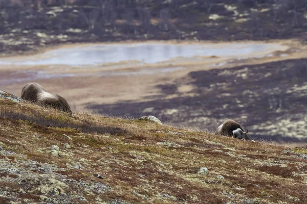 Мускати Національному Парку Доврефельде Норвегія — стокове фото