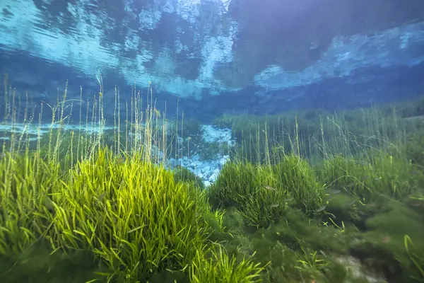 Подводные Пейзажи Three Sisters Springs Crystal River Флорида Сша — стоковое фото