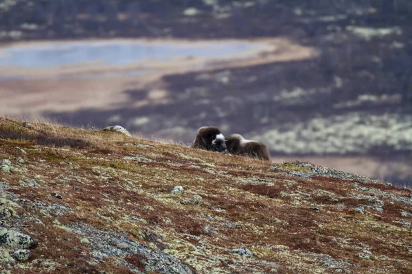 Muskoxes Στο Εθνικό Πάρκο Dovrefjell Νορβηγία — Φωτογραφία Αρχείου