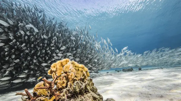 Морской Пейзаж Мячом Наживки Школа Рыб Рыба Макрель Коралловом Рифе — стоковое фото