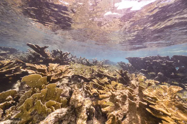 Tengeri Korallzátony Sekély Vizében Karib Tengeren Curacao Halakkal Tengeri Ventilátor — Stock Fotó