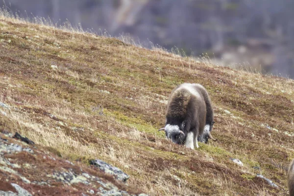 Muskox Στο Εθνικό Πάρκο Dovrefjell Νορβηγία — Φωτογραφία Αρχείου