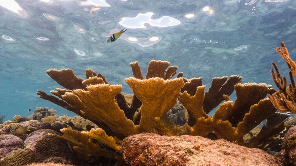 Seascape Elkhorn Coral Sponge Coral Reef Caribbean Sea Curacao — Stock Photo, Image