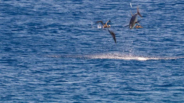 水の上をジャンプするイルカ — ストック写真