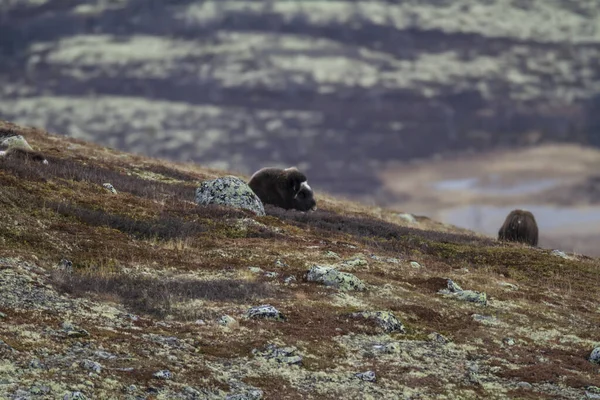 Óleos Comestíveis Dovrefjell National Park Noruega — Fotografia de Stock