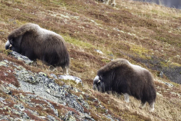 Muskoxes Parque Nacional Dovrefjell Noruega — Foto de Stock