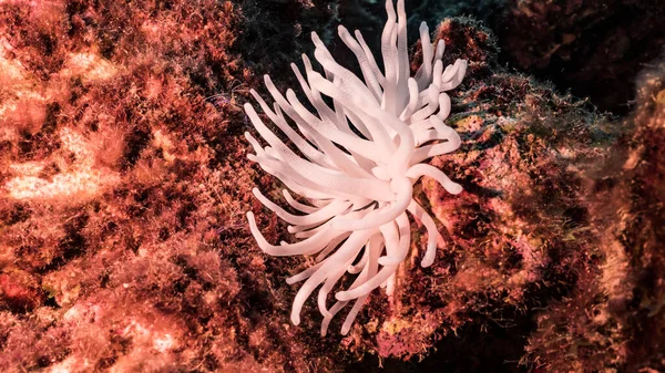 Paisaje Marino Con Anémona Marina Blanqueada Coral Esponja Arrecife Coral —  Fotos de Stock