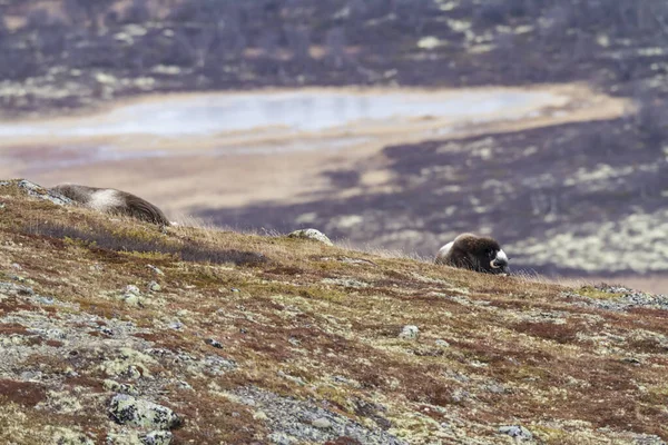 Dovrefjell Ulusal Parkı Norveç Muskoxes — Stok fotoğraf