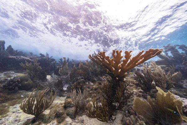 Tengeri Korallzátony Sekély Vizében Karib Tengeren Curacao Halakkal Tengeri Ventilátor — Stock Fotó