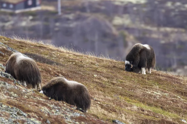 Muskoxes Taman Nasional Dovrefjell Norwegia — Stok Foto