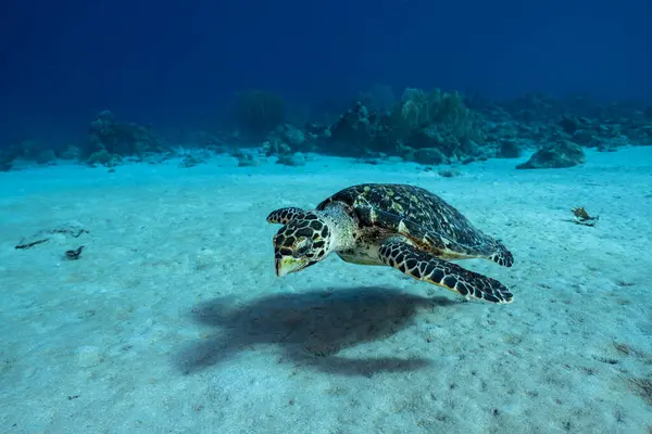 Amazing Green Sea Turtle in shallow water of the Caribbean Sea around Curacao