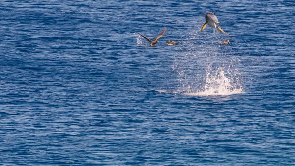 stock image dolphin jumping over water