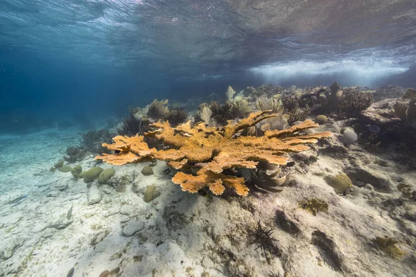 库拉索岛加勒比海珊瑚礁中的海景和大角珊瑚 — 图库照片
