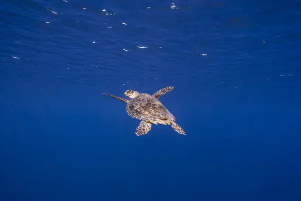 Increíble Tortuga Marina Verde Aguas Poco Profundas Del Mar Caribe — Foto de Stock