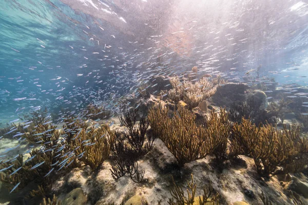 카리브해에 산호초의 청록색 — 스톡 사진