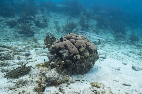 Vista Submarina Una Gran Barracuda Agua Turquesa Arrecife Coral Mar — Foto de Stock