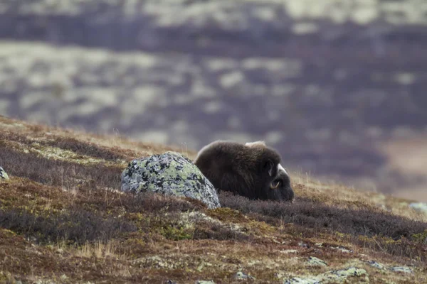 Muskox Taman Nasional Dovrefjell Norwegia — Stok Foto