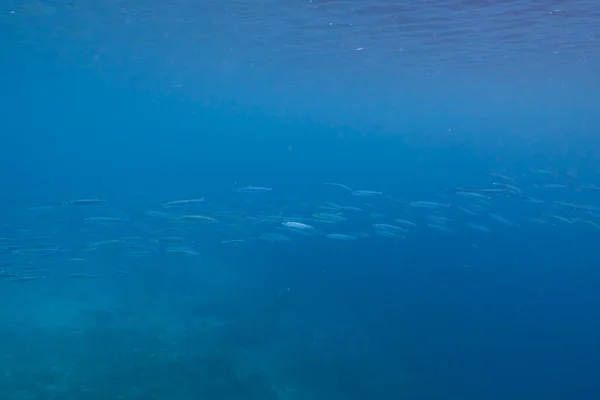 Many Small Blue Fish Sea Underwater Photo — Stock Photo, Image