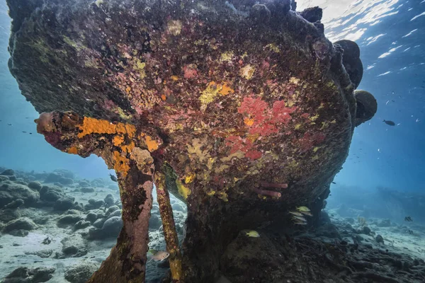 Karayip Denizi, Curacao 'daki mercan resiflerinin turkuaz sularında gemi enkazı.