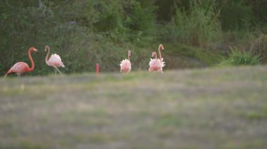 Amerikan Flamingoları Süper Yavaş Çekimde, Kuş Vahşi Hayatı