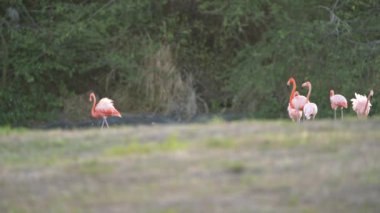 Amerikan Flamingoları Süper Yavaş Çekimde, Kuş Vahşi Hayatı