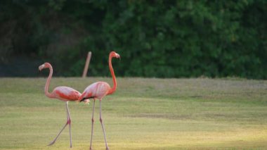 Amerikan Flamingoları Süper Yavaş Çekimde, Kuş Vahşi Hayatı