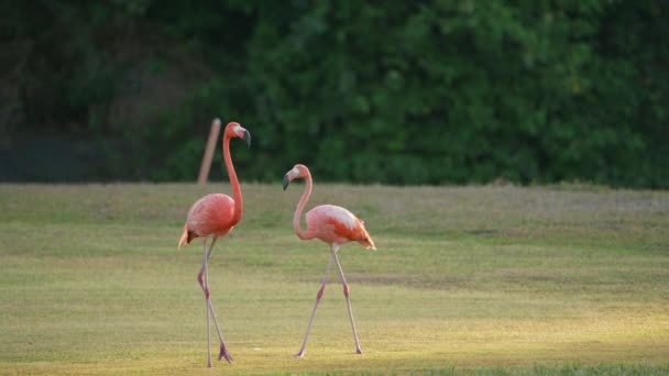 Amerykańskie Flamingi Super Slow Motion Bird Wildlife — Wideo stockowe