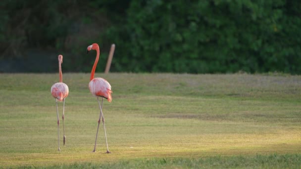 American Flamingos Super Slow Motion Bird Wildlife — Stock video