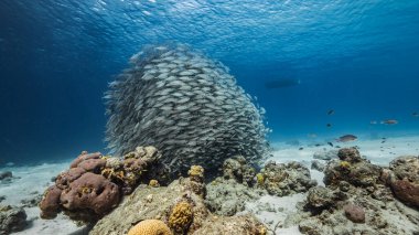 Okul balığı, Karayip Denizi 'nin sığ sularında Büyük Göz Balığı