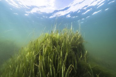 Three Sisters Springs, Crystal River, Florida, ABD 'deki sualtı manzarası