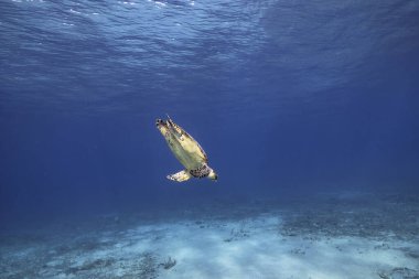 Curacao çevresinde Karayip Denizi 'nin sığ sularında Yeşil Deniz Kaplumbağası
