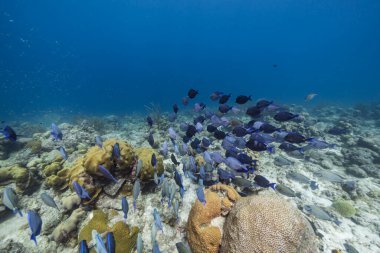 Karayip Denizi 'ndeki mercan resiflerinin turkuaz suları, balık, mercan ve süngerli Curacao.
