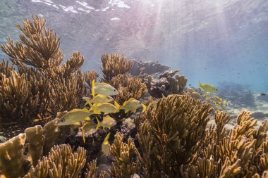 Karayip Denizi 'nin muhteşem mercan kayalıkları.