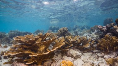 Karayip Denizi 'nin mercan kayalıklarında deniz burnu ve sünger, Curacao