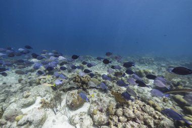 Karayip Denizi 'nin mercan kayalıklarında cerrah balığı, mercan ve sünger sürüsü, Curacao