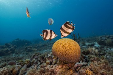 Karayip Denizi 'nin mercan kayalıklarında Grooved Brain Coral üretirken Kelebek Balığı ile deniz kabuğu, Curacao
