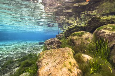 Three Sisters Springs, Crystal River, Florida, ABD 'deki sualtı manzarası