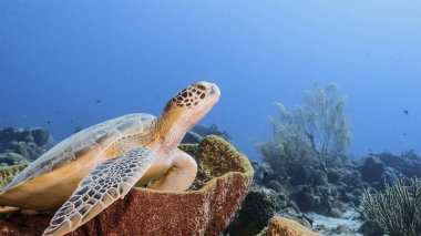 Curacao çevresinde Karayip Denizi 'nin sığ sularında Yeşil Deniz Kaplumbağası