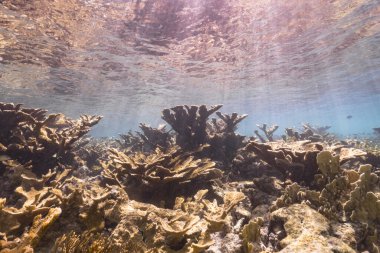 Karayip Denizi 'nin mercan kayalıklarında büyük geyik boynuzu mercanları olan deniz burnu, Curacao