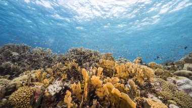 Karayip Denizi 'ndeki mercan resiflerinin turkuaz sularında deniz manzarası..